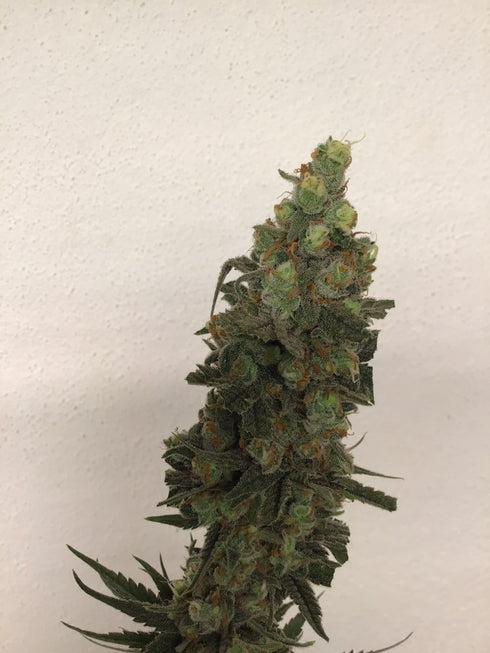 Trichome Jungle Seeds - Tropical Orange Soul
