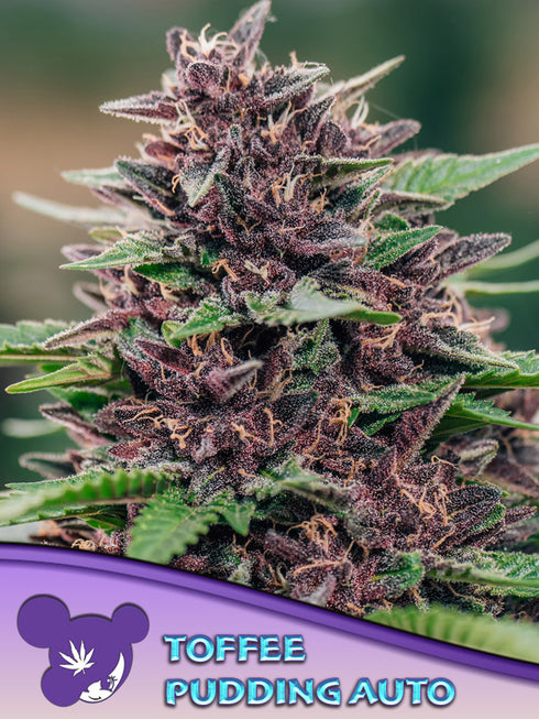 Anesia Seeds - Toffee Pudding Auto
