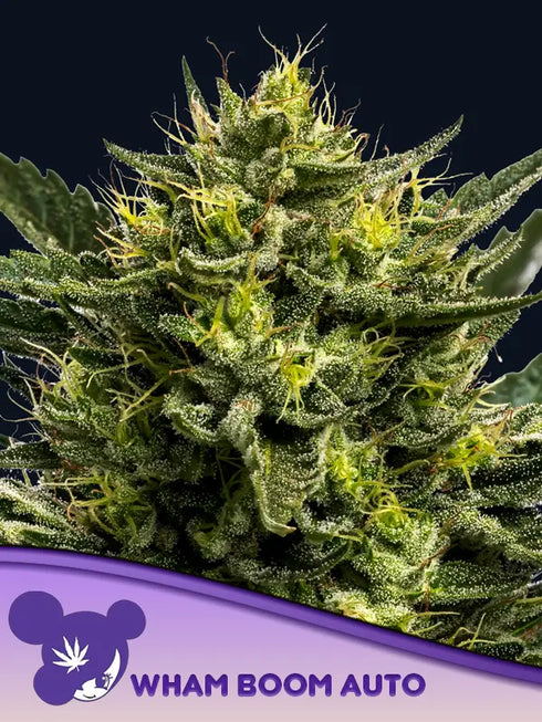 Anesia Seeds - WHAM BOOM Auto