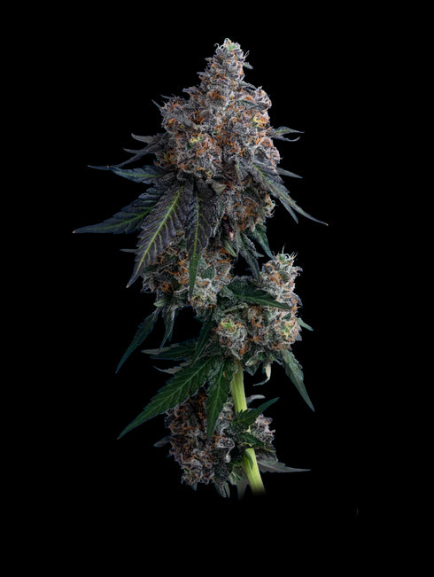 Mavericks Genetics - Apples n Bananas
