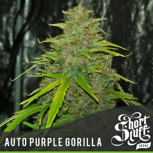 Short Stuff - Auto Purple Gorilla
