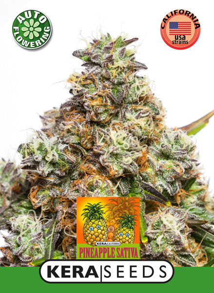 Kera Seeds - Pineapple Sativa Auto