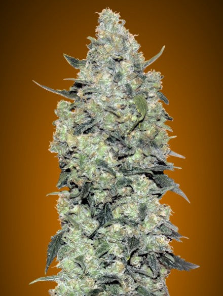 Advanced Seeds - Auto Critical Mass