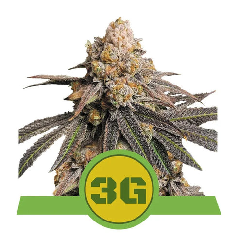 Royal Queen Seeds - Triple G Auto