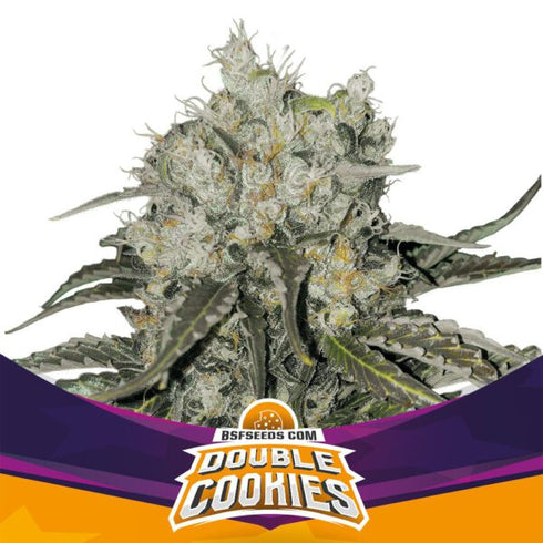 B.S.F Seeds - Double Cookies