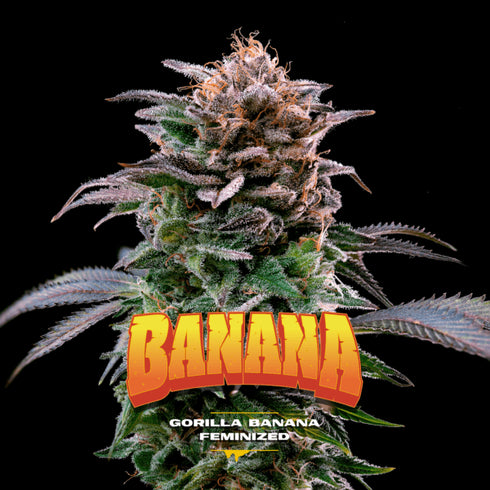 B.S.F Seeds - Gorilla Banana
