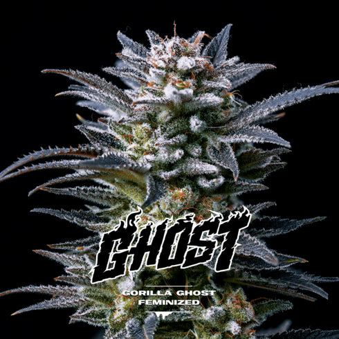 B.S.F Seeds - Gorilla Ghost