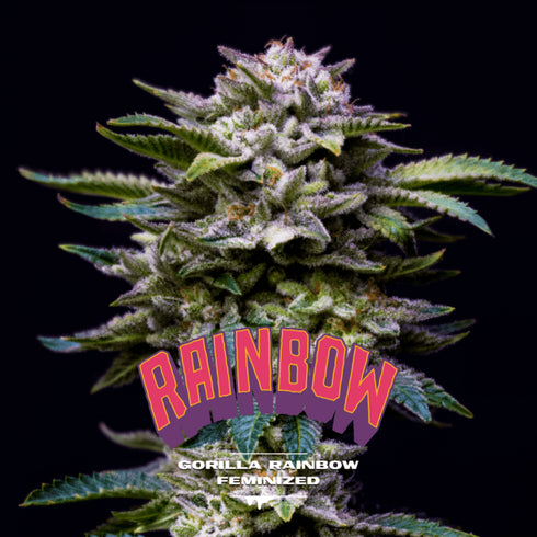 B.S.F Seeds - Gorilla Rainbow