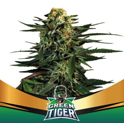 B.S.F Seeds - Green Tiger Faster Flowering