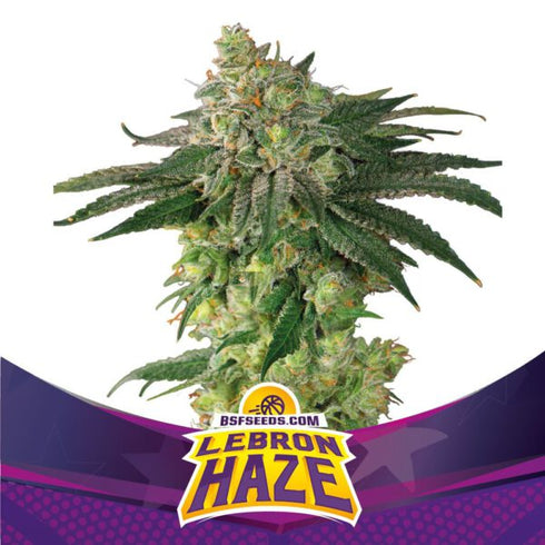 B.S.F Seeds - Lebron Haze