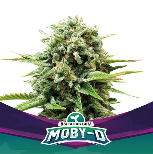 B.S.F Seeds - Moby-D