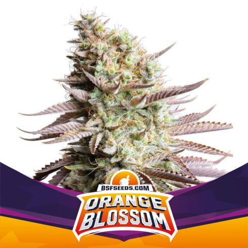 B.S.F Seeds - Orange Blossom
