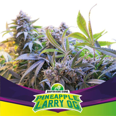 B.S.F Seeds - Pineapple Larry OG