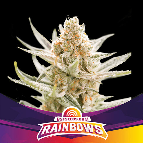 B.S.F Seeds - Rainbows
