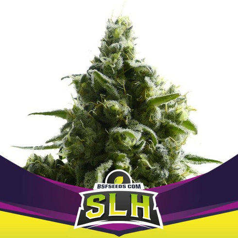 B.S.F Seeds - SLH