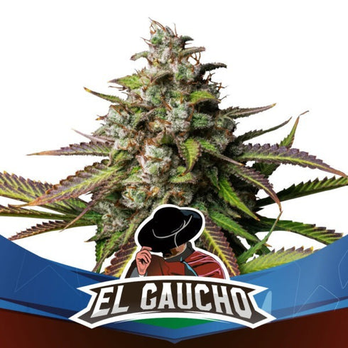 B.S.F Seeds - El Guacho Faster Flowering