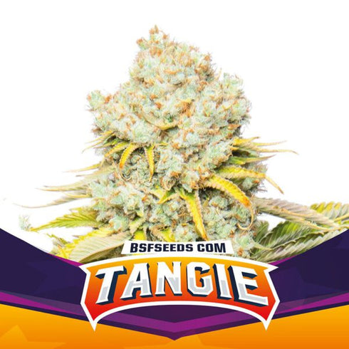 B.S.F Seeds - Tangie