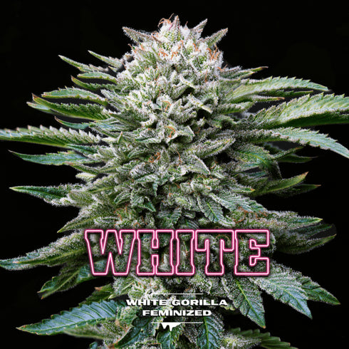 B.S.F Seeds - White Gorilla