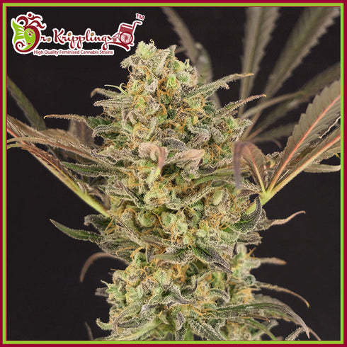Dr Krippling Seeds - Wedding Flowers