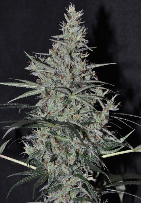 Ace Seeds - Oaxaca x Panama