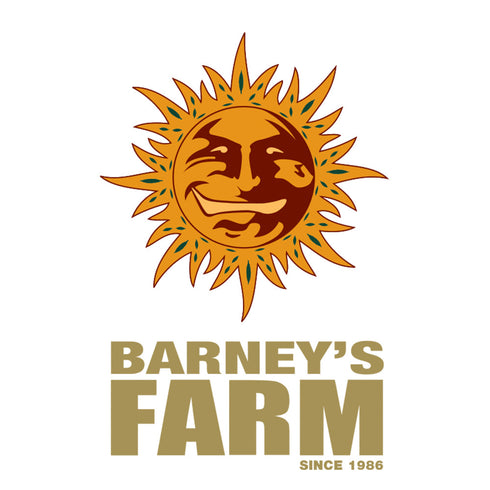 Barney's Farm Seeds - Black Cherry Gushers