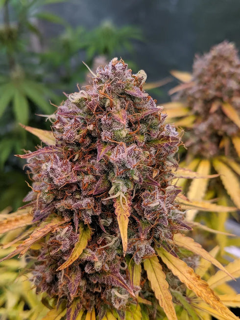 Top Shelf Elite Seeds - Auto San Francisco Sour Dough