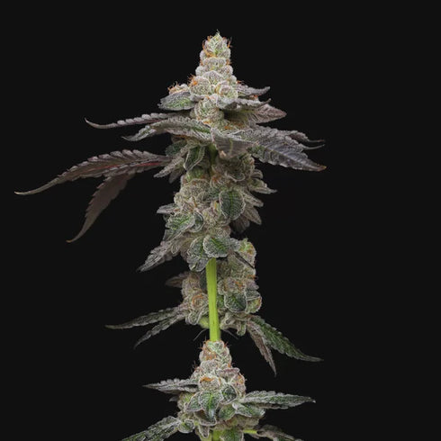 Mavericks Genetics - Biscotti