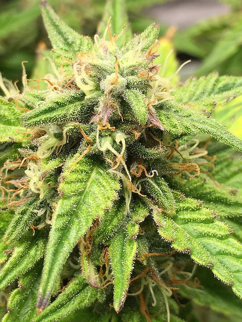 Top Shelf Elite Seeds - Auto Moon Fruit