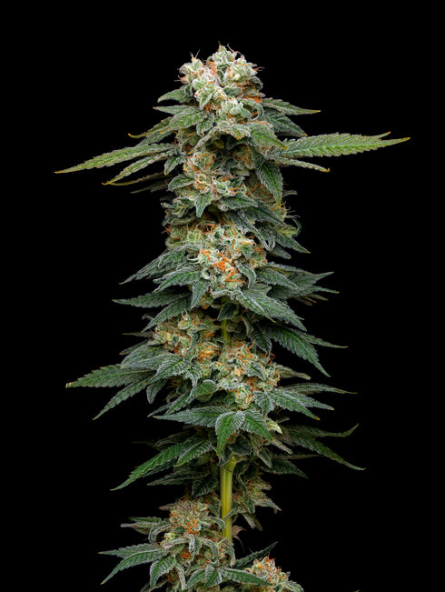 Mavericks Genetics - Black Magic Auto