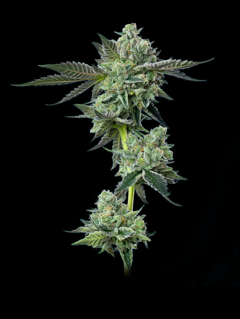 Mavericks Genetics - Blue Zushi