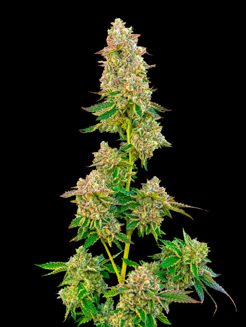 Mavericks Genetics - Boston Cream Pie