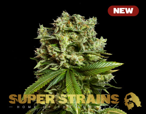Super Strains - GG4 (Gorilla Glue)