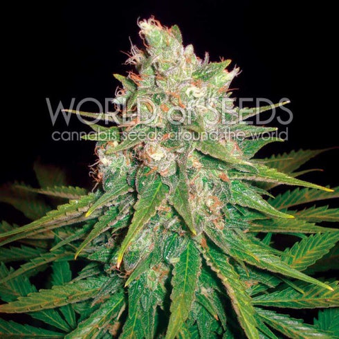 World Of Seeds - Mazar x Great White Shark