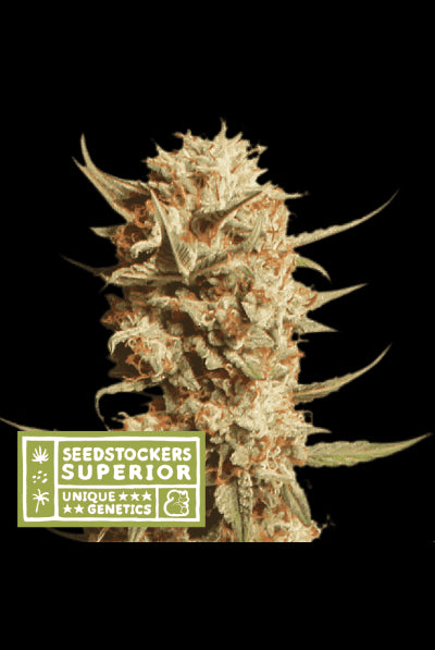 Seed Stockers Seeds - Superior Thunder Banana Auto