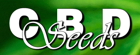 C.B.D. Seeds - Auto Yumbolt