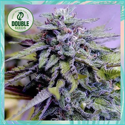 Double Seeds - Grandaddy Purple