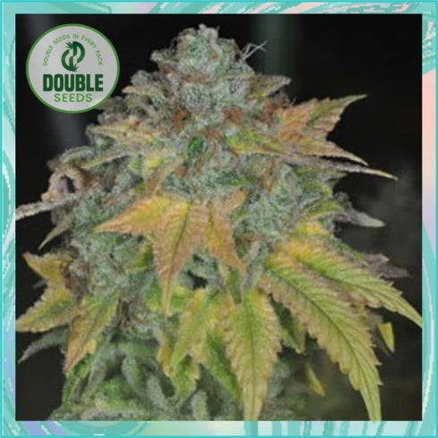 Double Seeds - Stardawg