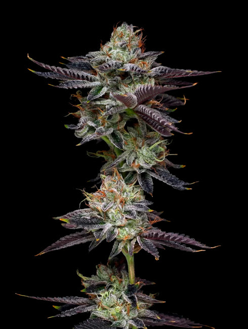 Mavericks Genetics - Candy Fumez