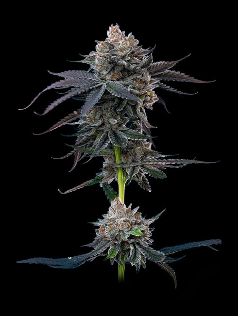 Mavericks Genetics - Cherry Runtz