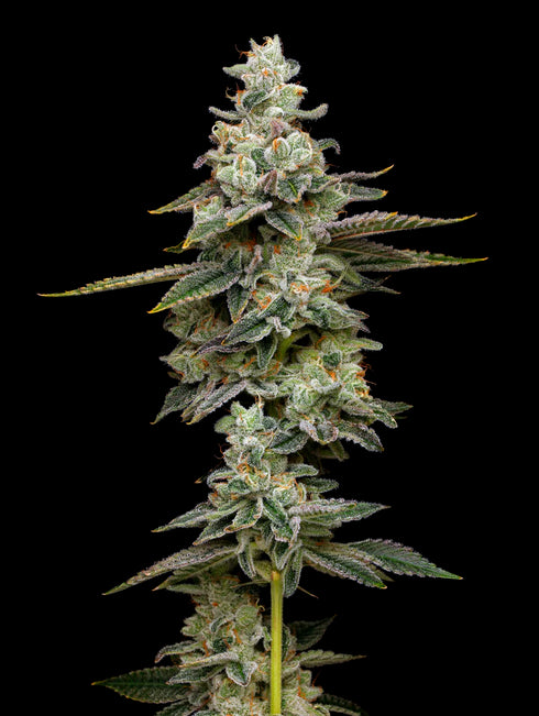 Mavericks Genetics - Citronella Sunrize Auto