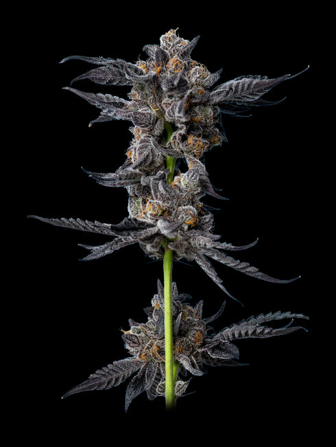 Mavericks Genetics - Cookies Gelato Auto