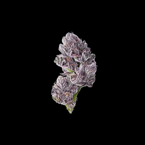 Growers Choice - Iced Sangria Triploid