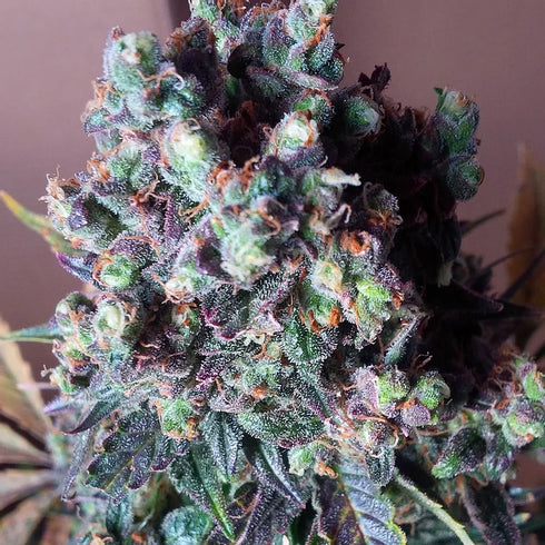 Top Shelf Elite Seeds - Auto Black Valium