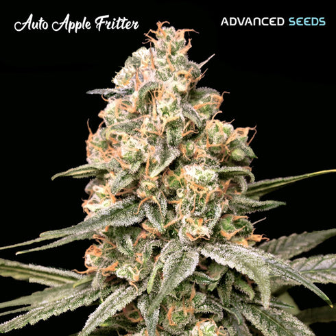 Advanced Seeds - Auto Apple Fritter