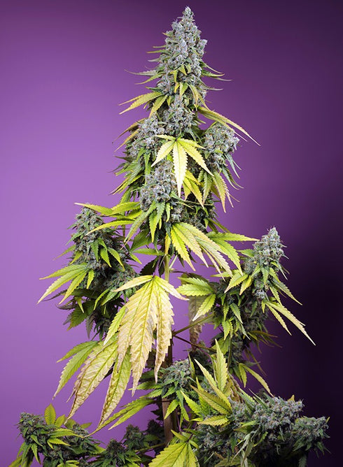 Sweet Seeds - Jet Fuel Mandarine XL Auto