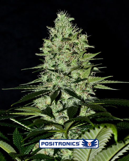 Positronic Seeds - Wernard Express