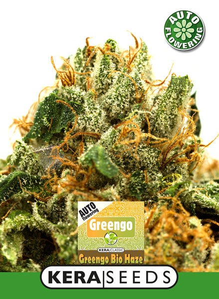 Kera Seeds - Greengo Bio Haze Auto