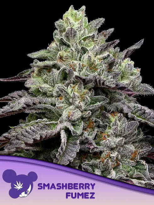 Anesia Seeds - Smashberry Fumez
