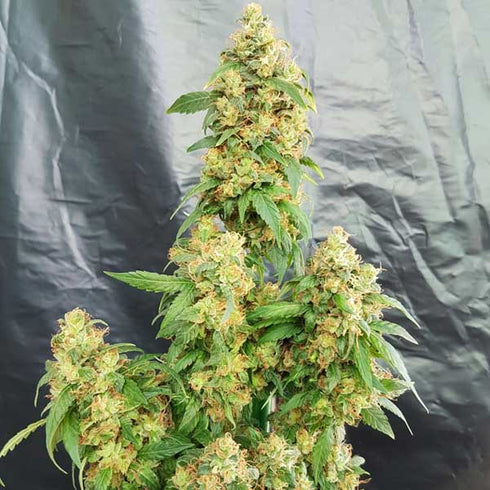Freedom Of Seeds - Chunky Skunk