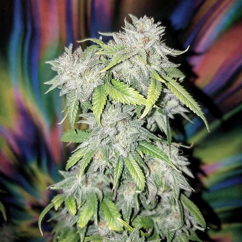 Top Shelf Elite Seeds - Skush